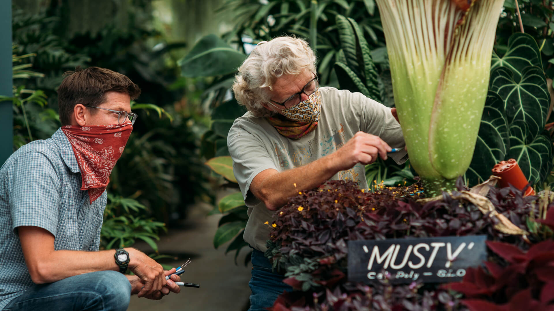Professor Matt Ritter and Cal Poly lecturer Mike Bush cutting a hole in the Corpse Flower to apply pollen to the plant