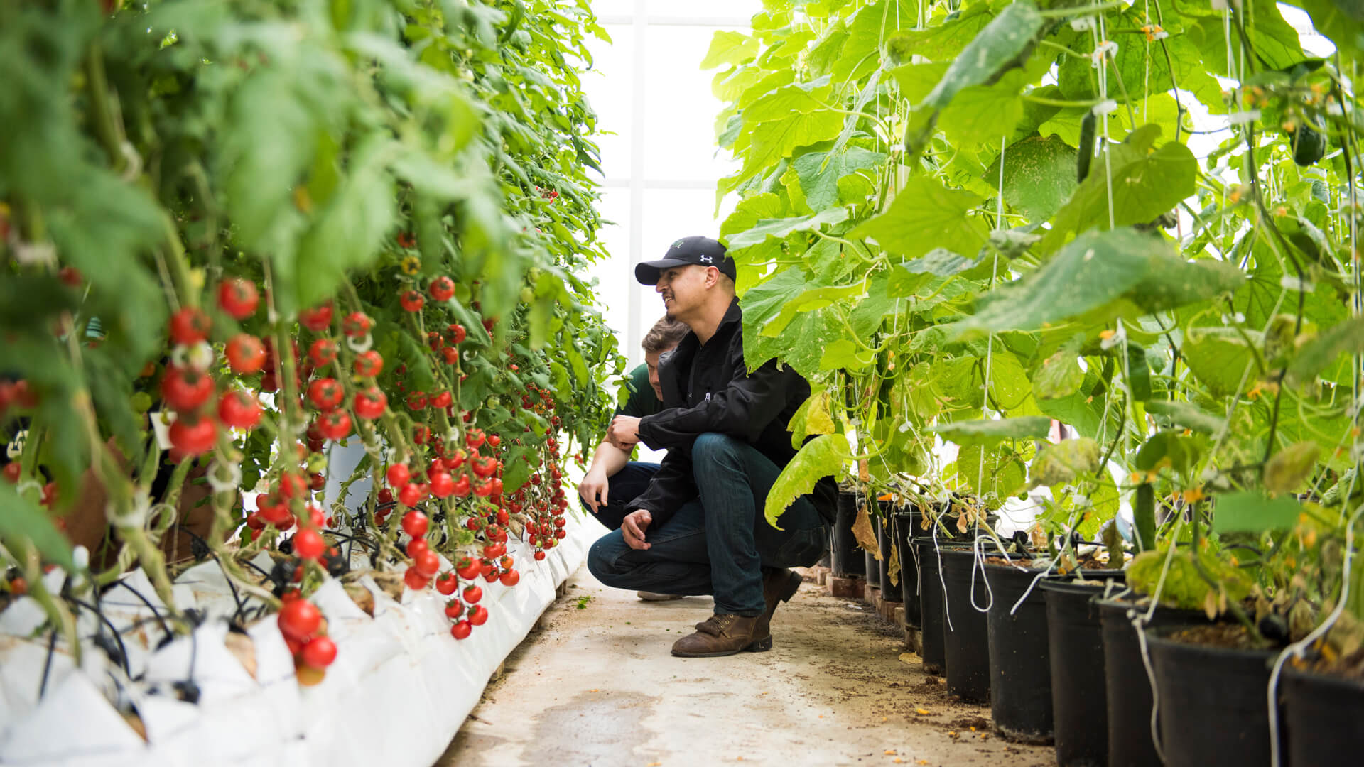 Students observing tomato plants