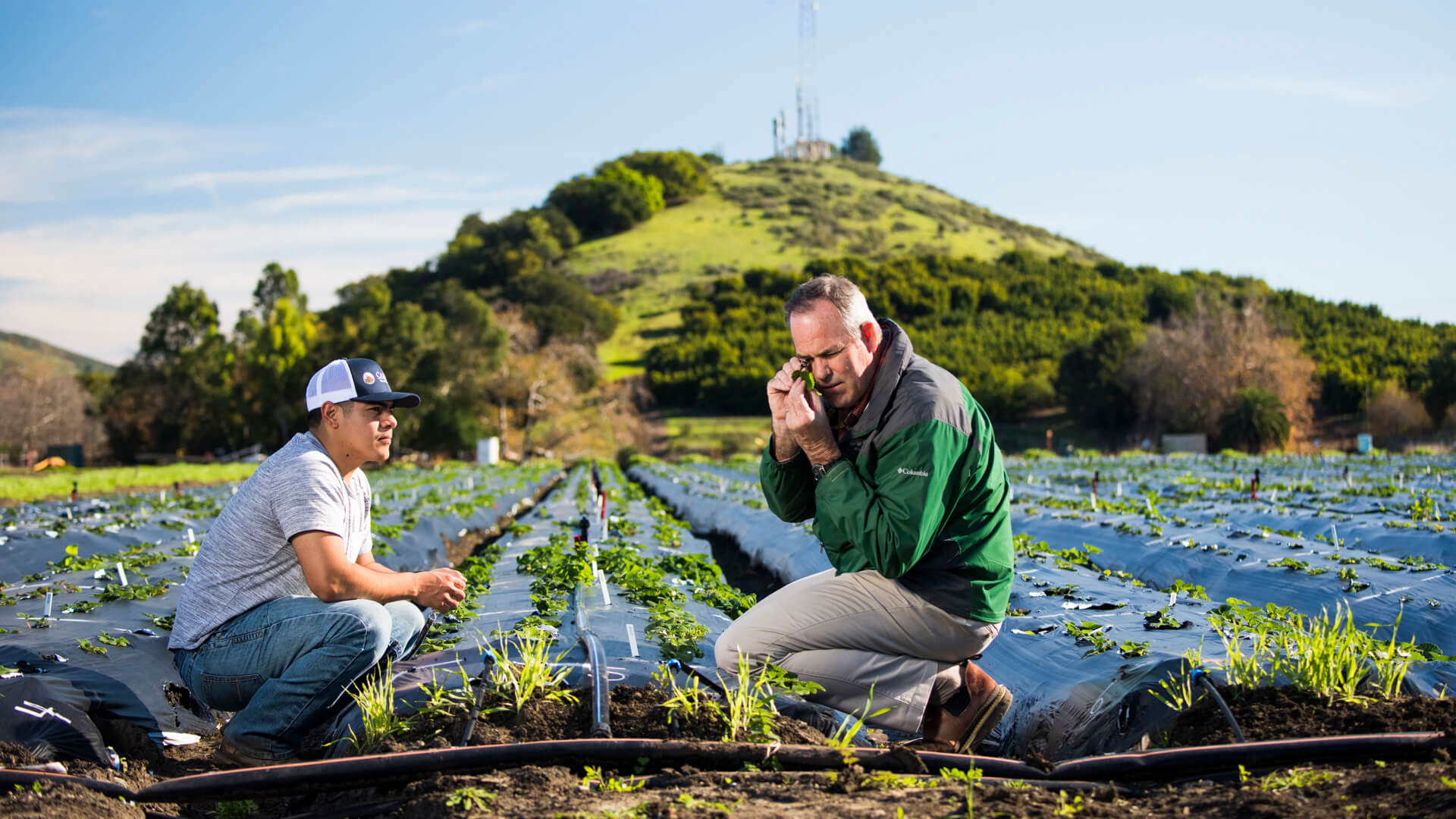 Gerald Holmes, a professor in the Strawberry Center, and another individual studying strawberry plants in a field on campus