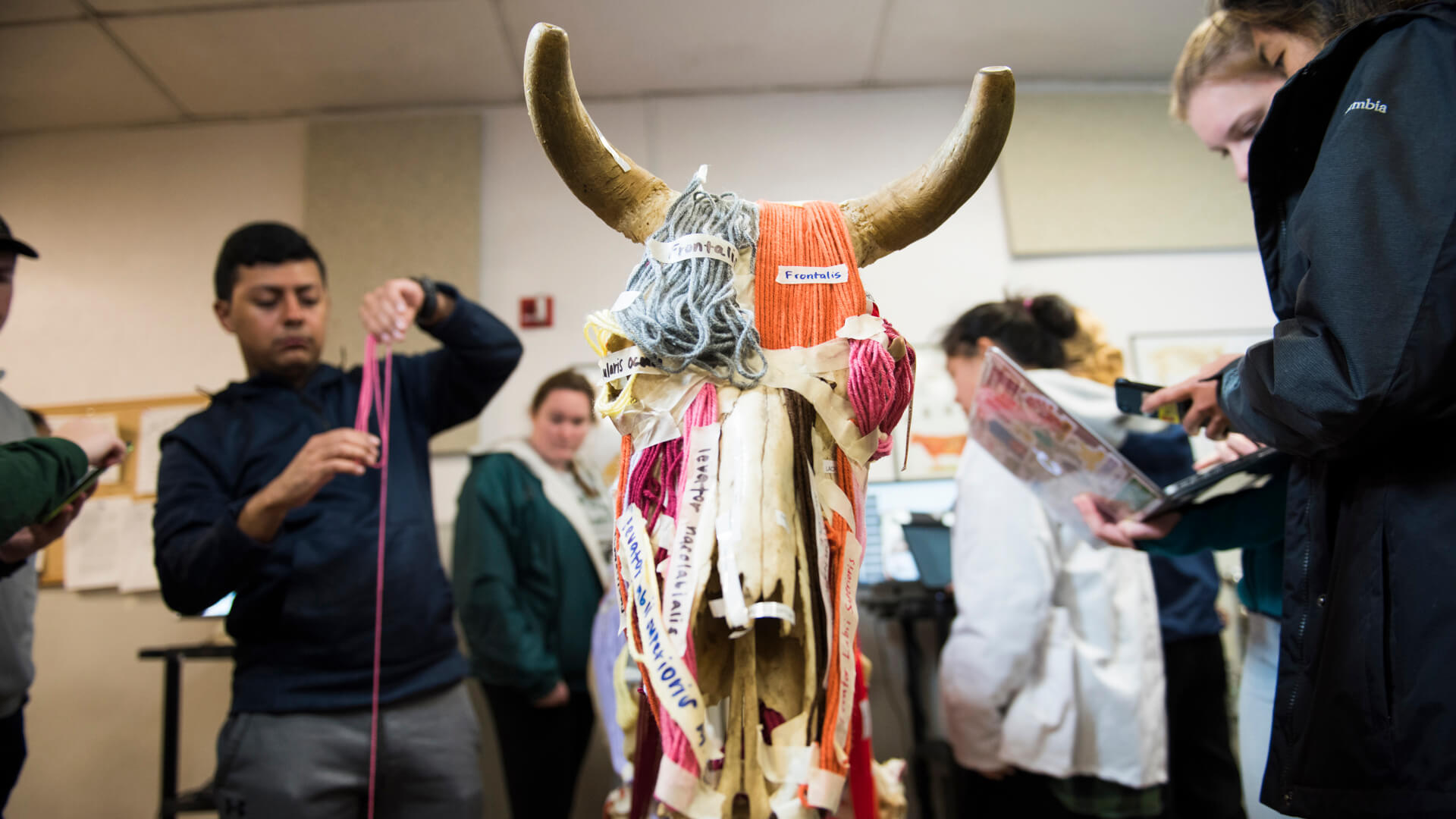 Labeled animal structure made with yarn and CAFES (Animal Science) students working in the background